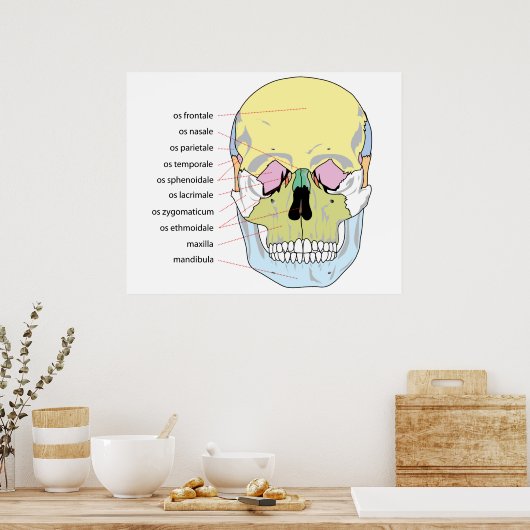 Schema van de botstructuur Voorzijde van de mensel Poster (Keuken)