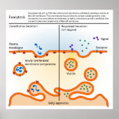 Schema van de cellulaire procesexocytose poster (Voorkant)