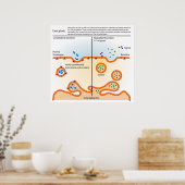 Schema van de cellulaire procesexocytose poster (Keuken)