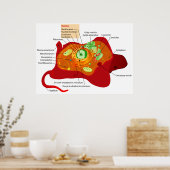 Schema van de celstructuur van een dierlijke cel poster (Keuken)