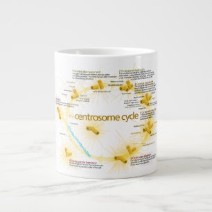 Schema van de centraalcyclus grote koffiekop