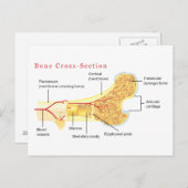 Schema van de dwarsdoorsnede briefkaart (Voorkant / Achterkant)
