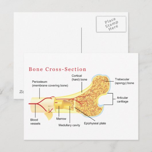 Schema van de dwarsdoorsnede briefkaart (Voorkant / Achterkant)