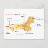 Schema van de dwarsdoorsnede briefkaart (Voorkant)