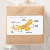 Schema van de dwarsdoorsnede van de botverbinding etiket (Insitu)