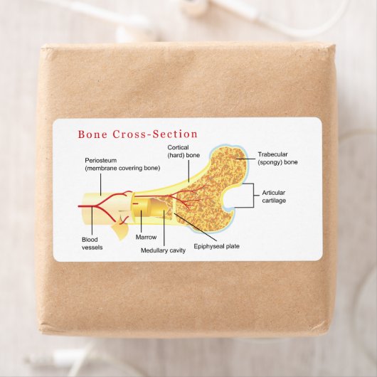 Schema van de dwarsdoorsnede van de botverbinding etiket (Insitu)