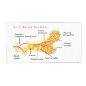 Schema van de dwarsdoorsnede van de botverbinding etiket (Voorkant)