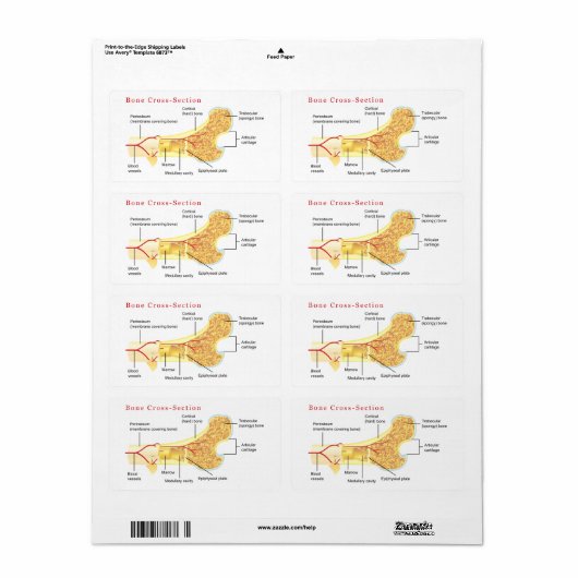 Schema van de dwarsdoorsnede van de botverbinding etiket (Full Sheet)