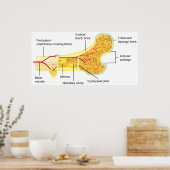 Schema van de dwarsdoorsnede van een algemeen mens poster (Keuken)