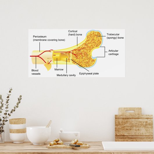 Schema van de dwarsdoorsnede van een algemeen mens poster (Keuken)