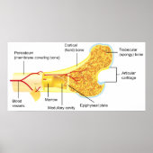 Schema van de dwarsdoorsnede van een algemeen mens poster (Voorkant)