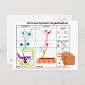 Schema van de fundamentele functies van het zenuws briefkaart (Voorkant / Achterkant)