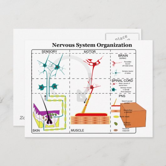 Schema van de fundamentele functies van het zenuws briefkaart (Voorkant / Achterkant)