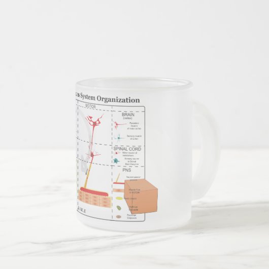Schema van de fundamentele functies van het zenuws matglas koffiemok (Voorkant rechts)
