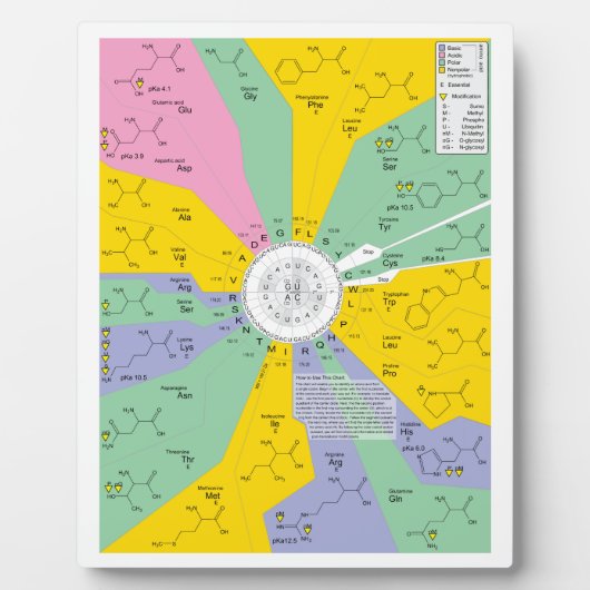 Schema van de genetische code met aminozuurresidue fotoplaat (Voorkant)