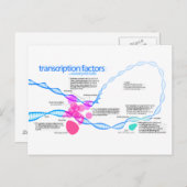 Schema van de gentranscriptiefactoren briefkaart (Voorkant / Achterkant)