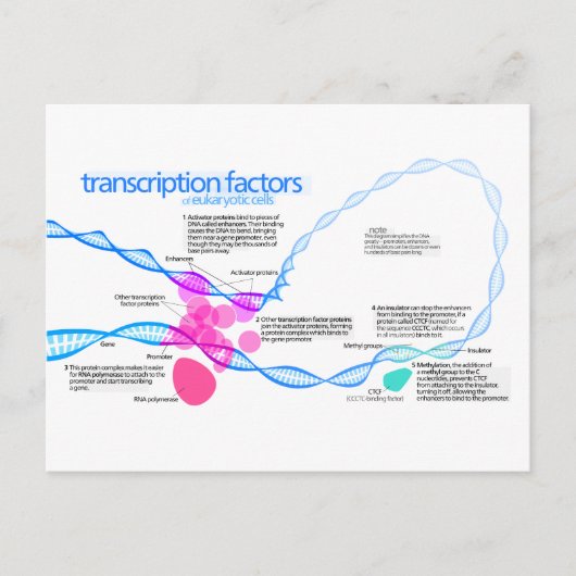 Schema van de gentranscriptiefactoren briefkaart (Voorkant)
