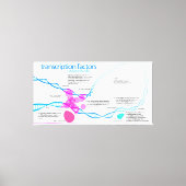 Schema van de gentranscriptiefactoren canvas afdruk (Voorkant)