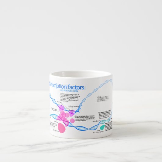 Schema van de gentranscriptiefactoren espresso kop (Voorkant)