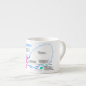 Schema van de gentranscriptiefactoren espresso kop (Voorkant rechts)