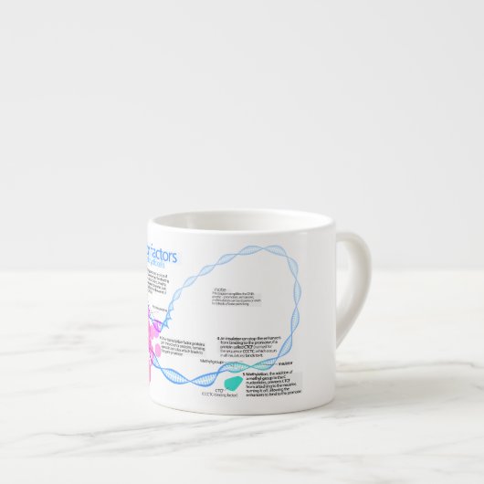 Schema van de gentranscriptiefactoren espresso kop (Voorkant rechts)