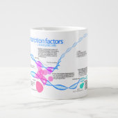 Schema van de gentranscriptiefactoren grote koffiekop (Voorkant)