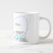 Schema van de gentranscriptiefactoren grote koffiekop (Rechts)