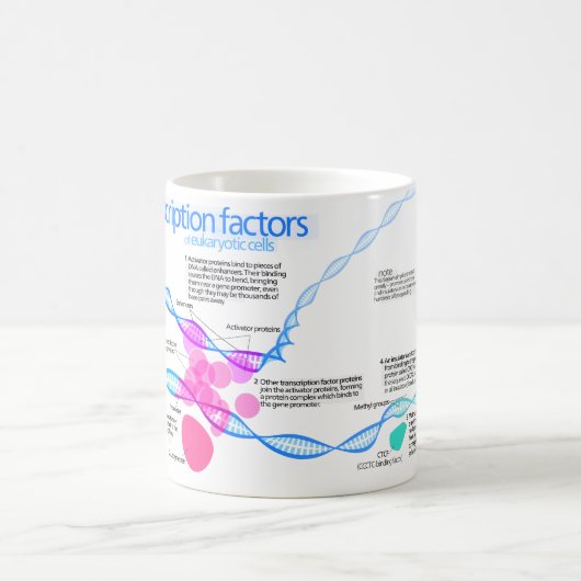 Schema van de gentranscriptiefactoren koffiemok (Center)