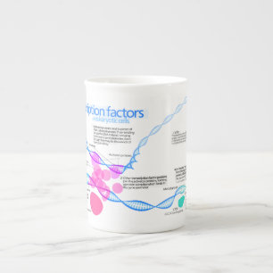 Schema van de gentranscriptiefactoren porselein kop