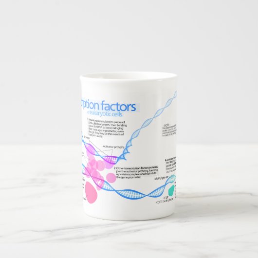 Schema van de gentranscriptiefactoren porselein kop (Voorkant)