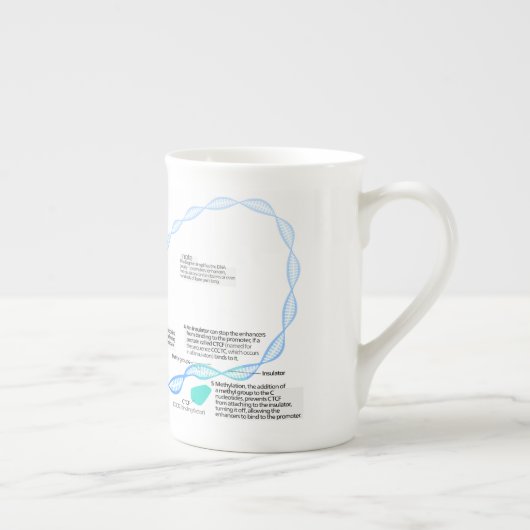 Schema van de gentranscriptiefactoren porselein kop (Rechts)