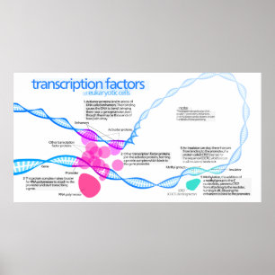 Schema van de gentranscriptiefactoren poster