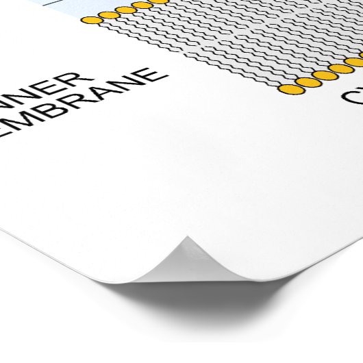 Schema van de Gram Negative Bacteria Cell Wall Poster (Hoek)