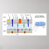 Schema van de Gram Negative Bacteria Cell Wall Poster (Voorkant)