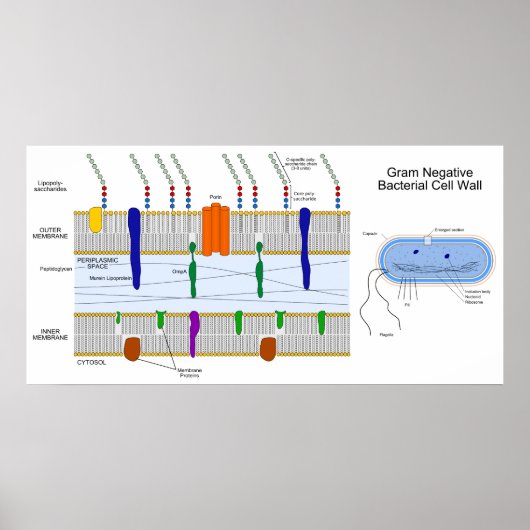 Schema van de Gram Negative Bacteria Cell Wall Poster (Voorkant)