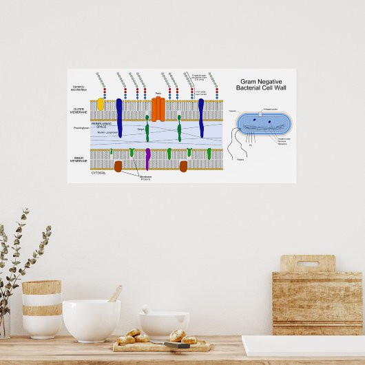 Schema van de Gram Negative Bacteria Cell Wall Poster (Keuken)