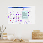 Schema van de hematopoiese stamcellen bij de mens poster (Keuken)