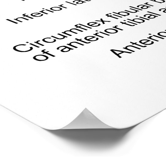 Schema van de hoofdslagaders in de dij poster (Hoek)