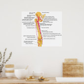 Schema van de hoofdslagaders in de dij poster (Keuken)