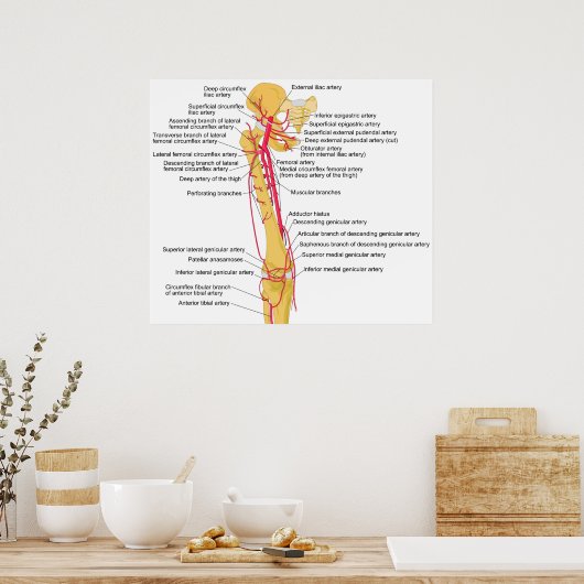 Schema van de hoofdslagaders in de dij poster (Keuken)