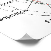 Schema van de interne anatomie van een Vrouw spin Poster (Hoek)