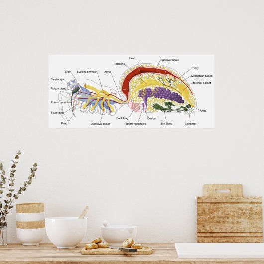 Schema van de interne anatomie van een Vrouw spin Poster (Keuken)