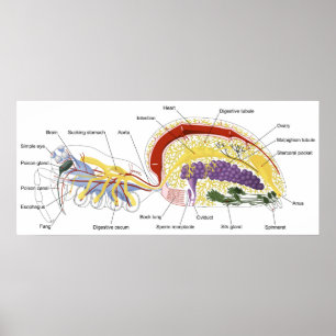 Schema van de interne anatomie van een Vrouw spin Poster