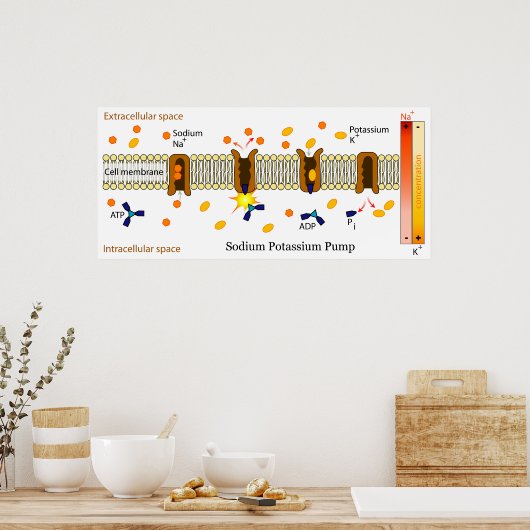 Schema van de kaliumpomp in natrium poster (Keuken)