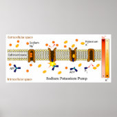 Schema van de kaliumpomp in natrium poster (Voorkant)