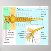 Schema van de Larva van een "Mosquito Culex Restua Poster (Voorkant)