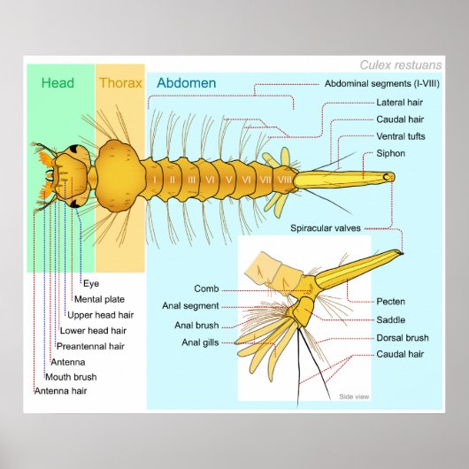 Schema van de Larva van een "Mosquito Culex Restua Poster (Voorkant)
