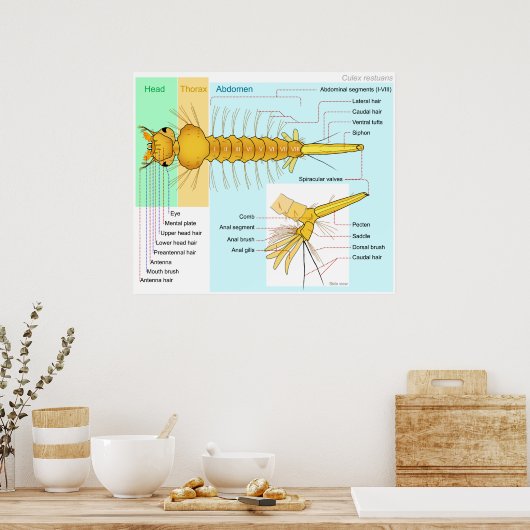 Schema van de Larva van een "Mosquito Culex Restua Poster (Keuken)