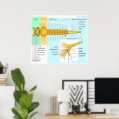 Schema van de Larva van een "Mosquito Culex Restua Poster (Thuiskantoor)