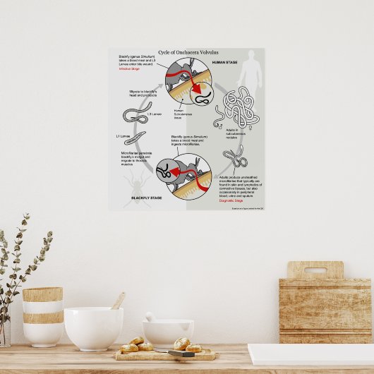 Schema van de levenscyclus van Onchocerca Volvulus Poster (Keuken)